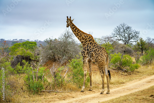 giraffes in kruger national park  mpumalanga  south africa 36