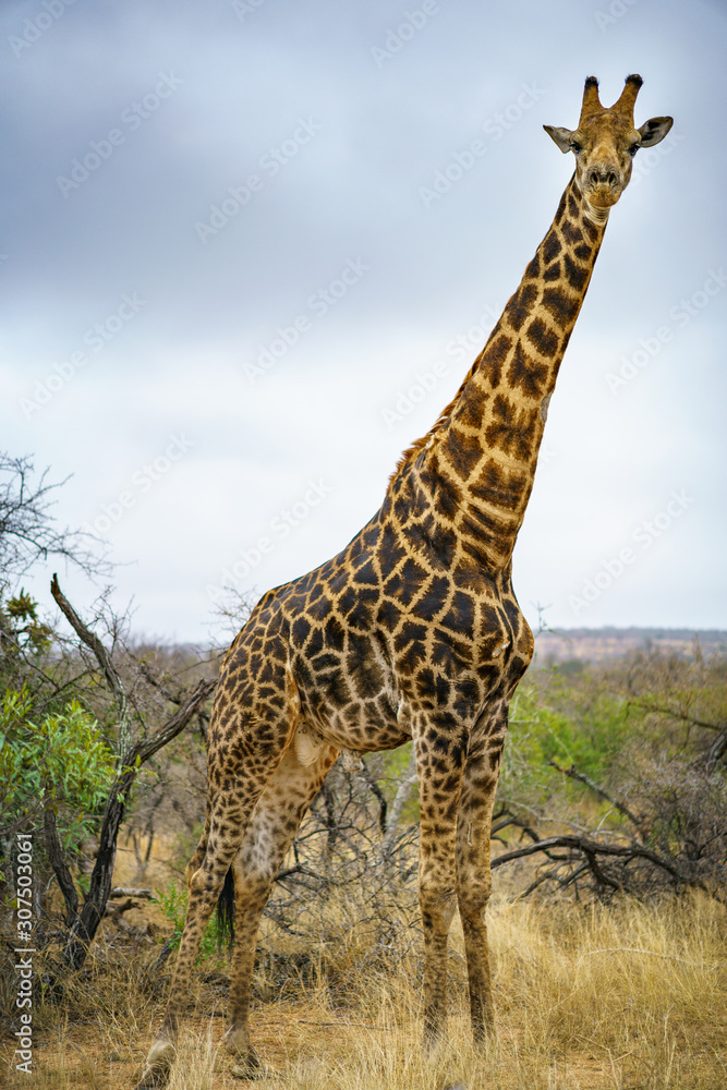 Fototapeta premium giraffes in kruger national park, mpumalanga, south africa 42