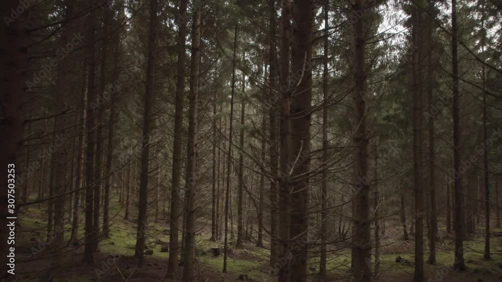 Many Pine Trees In Deep Dark European Forest. Panning walking through the woods. Many Pine Trees In Deep Dark European Forest. Panning walking through the woods.