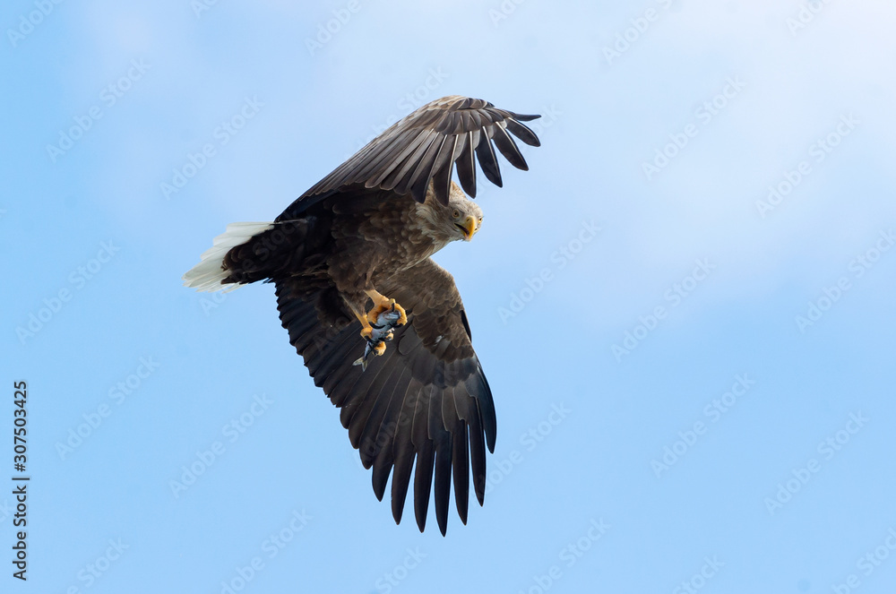 Obraz premium Adult White-tailed eagle with fish in flight. Blue sky background. Scientific name: Haliaeetus albicilla, the ern, erne, gray eagle, Eurasian sea eagle and white-tailed sea-eagle.