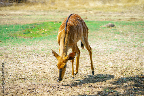 kudu in kruger national park, mpumalanga, south africa 3