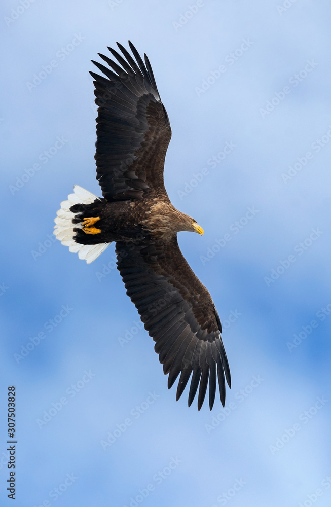 Adult white tailed eagle in flight. Blue sky background. Scientific name: Haliaeetus albicilla, also known as the ern, erne, gray eagle, Eurasian sea eagle and white-tailed sea-eagle. Adult white tailed eagle in flight. Blue sky background. Scientific name: Haliaeetus albicilla, also known as the ern, erne, gray eagle, Eurasian sea eagle and white-tailed sea-eagle.