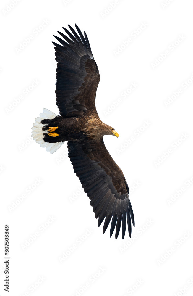 Fototapeta premium Adult White tailed eagle in flight. Isolated on White background. Scientific name: Haliaeetus albicilla, also known as the ern, erne, gray eagle, Eurasian sea eagle and white-tailed sea-eagle.