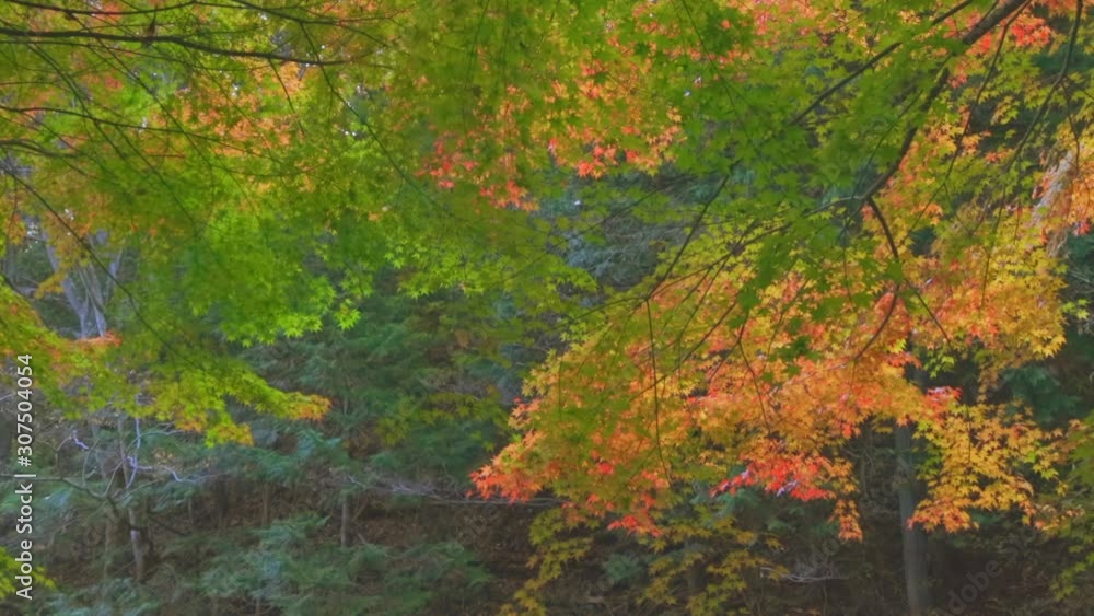 風に揺れる美しく紅葉した木