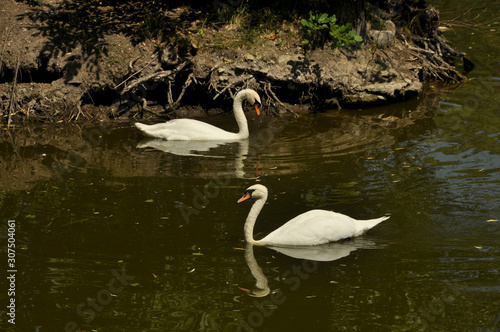  swans