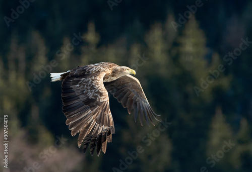 Adult White tailed eagle in flight. Mountain green forest background. Scientific name: Haliaeetus albicilla, also known as the ern, erne, gray eagle, Eurasian sea eagle and white-tailed sea-eagle.