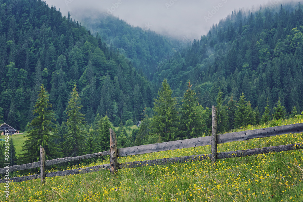 Foggy forest at sunrise in the Carpathian mountains. Foggy forest at sunrise in the Carpathian mountains.