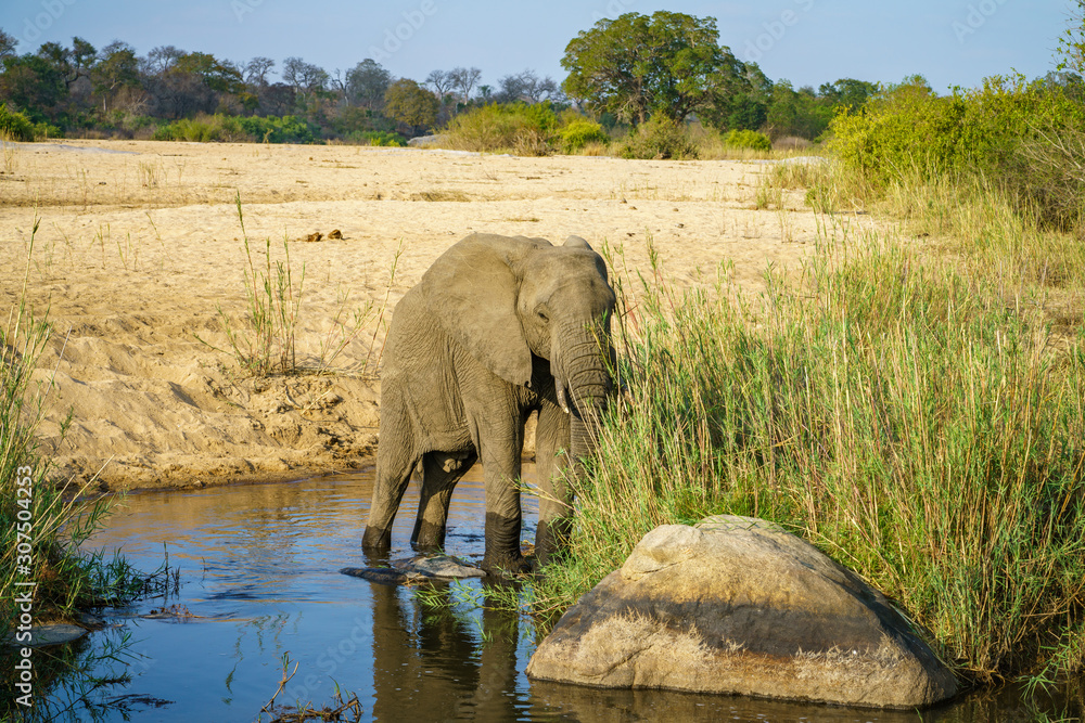 Obraz premium elephant in kruger national park, mpumalanga, south africa 1