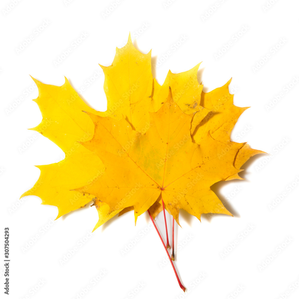 Yellow autumn leaves on a white background.