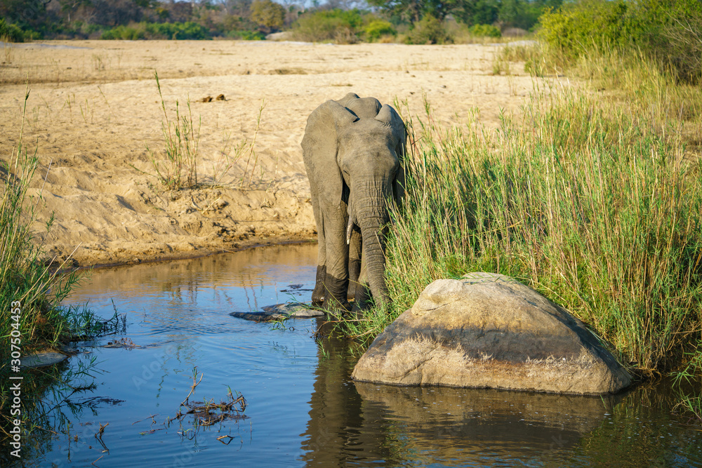 Fototapeta premium elephant in kruger national park, mpumalanga, south africa 9