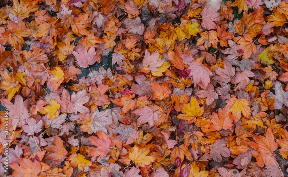 Autumn leaves covering soil Autumn leaves covering soil