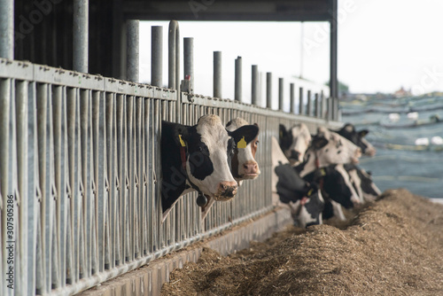 Germany, North Rhine-Westphalia, Korschenbroich, Cattle feeding on hay in shed photo