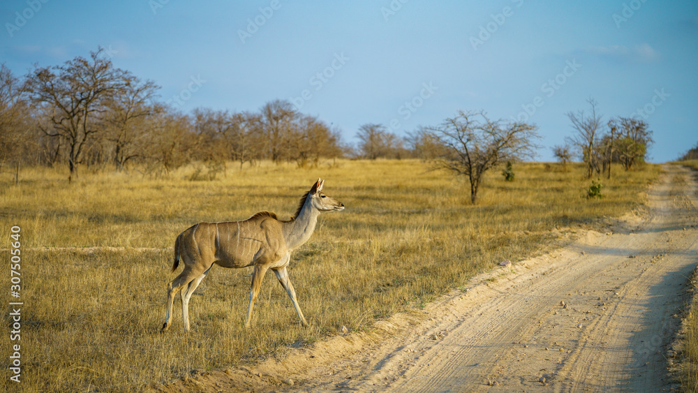 Naklejka premium kudu in kruger national park, mpumalanga, south africa 2