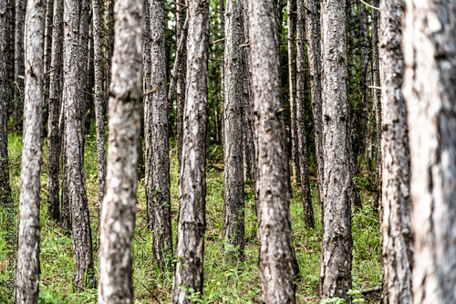 Germany, Bavaria, Baden-Wuerttemberg, trees in forest photo