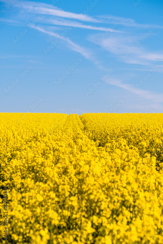 Germany, Schleswig-Holstein, Fehmarn, Vibrant yellow rapeseed field in spring Germany, Schleswig-Holstein, Fehmarn, Vibrant yellow rapeseed field in spring