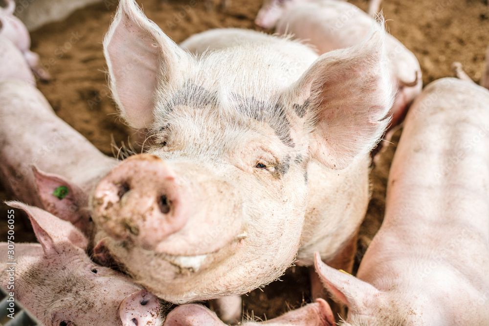 High angle close-up of pigs in pigpen High angle close-up of pigs in pigpen