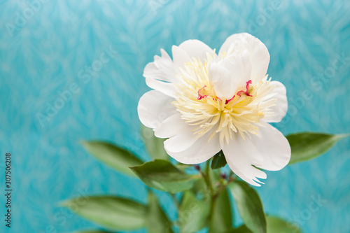White Peony flower on blue background, beautiful card with copy space © justesfir