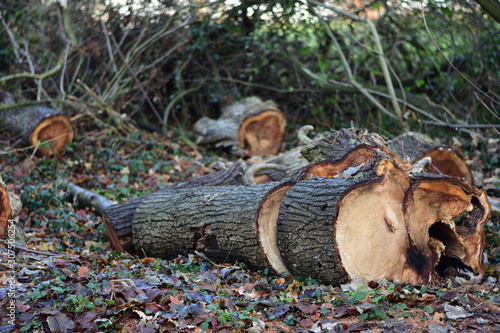 Cut logs on forest park floor.