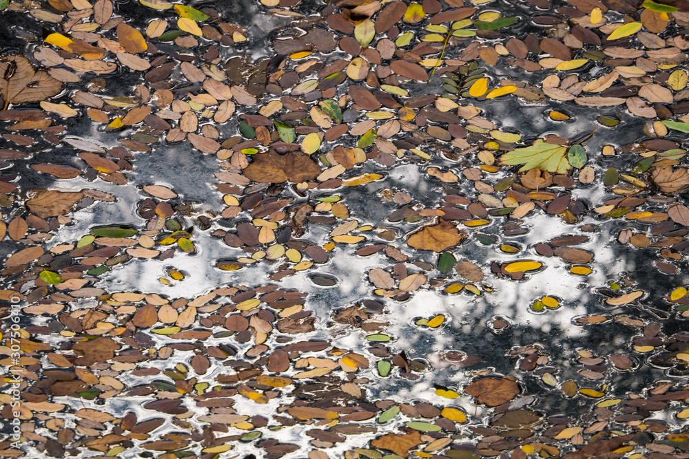 Obraz premium Herbstlaub auf Wasser