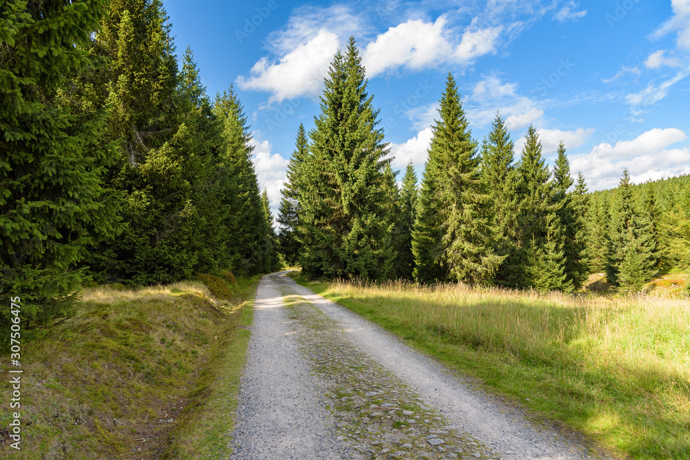 Forest road to Orle shelter in Jizera Mountains Forest road to Orle shelter in Jizera Mountains