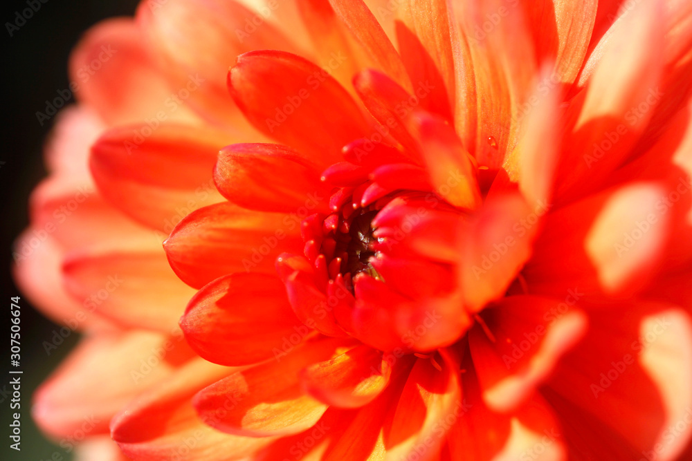 Extreme close-up of orange dahlia Extreme close-up of orange dahlia