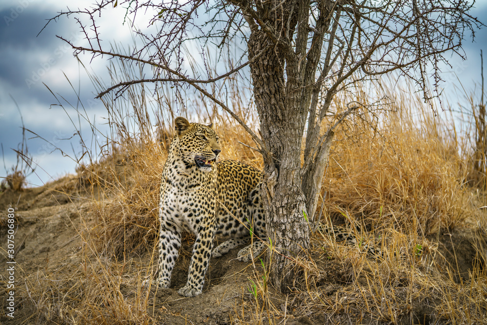 Obraz premium leopard in kruger national park, mpumalanga, south africa 151