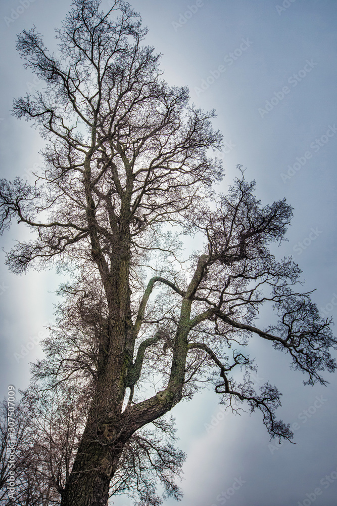 Beautiful branchy tree against the sky in parck Beautiful branchy tree against the sky in parck
