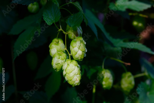 Germany, Bayern, Flowers of common hop growing in spring