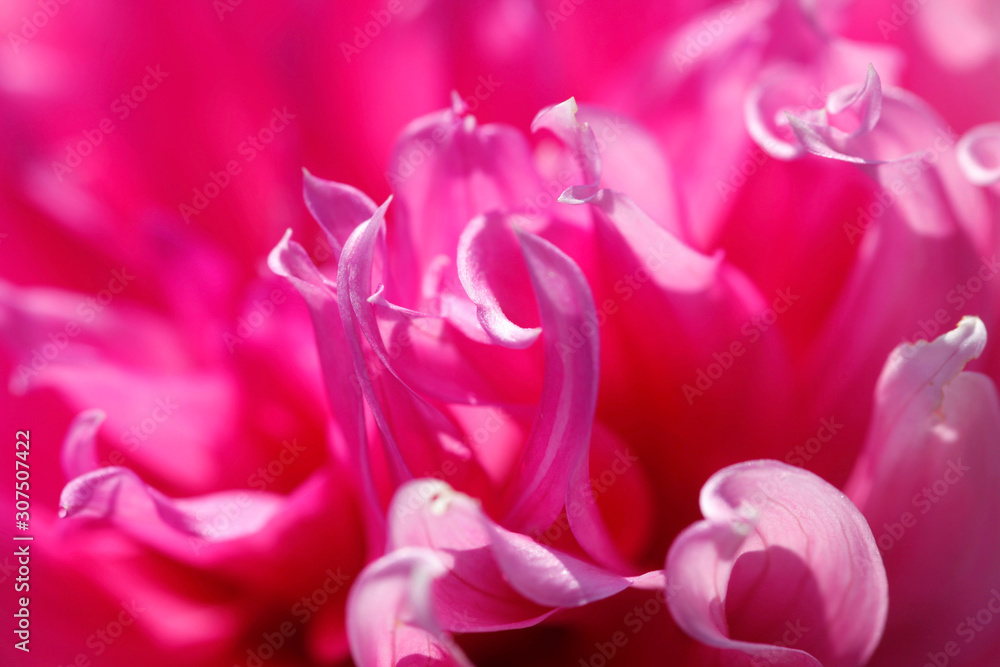 Extreme close-up of pink dahlia Extreme close-up of pink dahlia