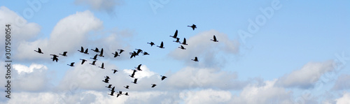 Geese migrate each year, many hunters await for flocks of Canadian geese photo