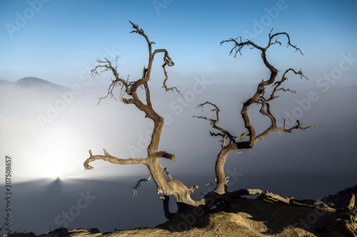 Indonesia, Java, Ijen?volcano, close up of barren tree photo