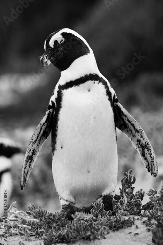 African penguin, Boulders Beach South Africa 
