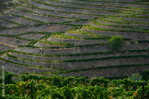 Portugal, Douro Valley, terraced vineyard? photo