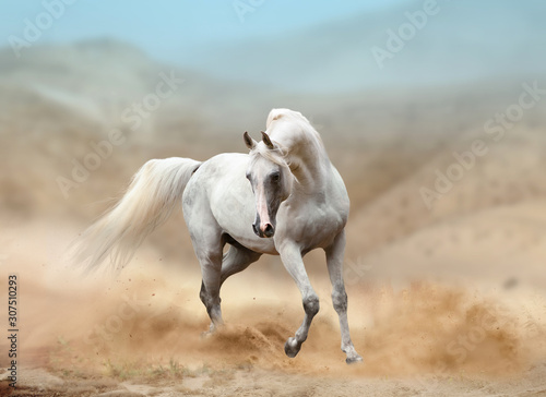 white arabian horse running in desert