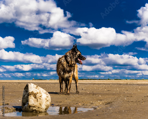 Dog playing with football on muddy beach. Belgian Shepherd Tervueren is a breed similar to German Shepherd. © 365_visuals