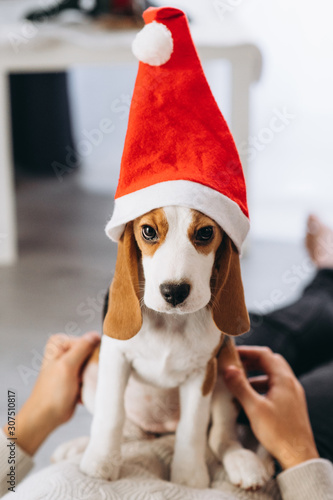 Portrait of a charming beagle in a Christmas hat © Kateryna