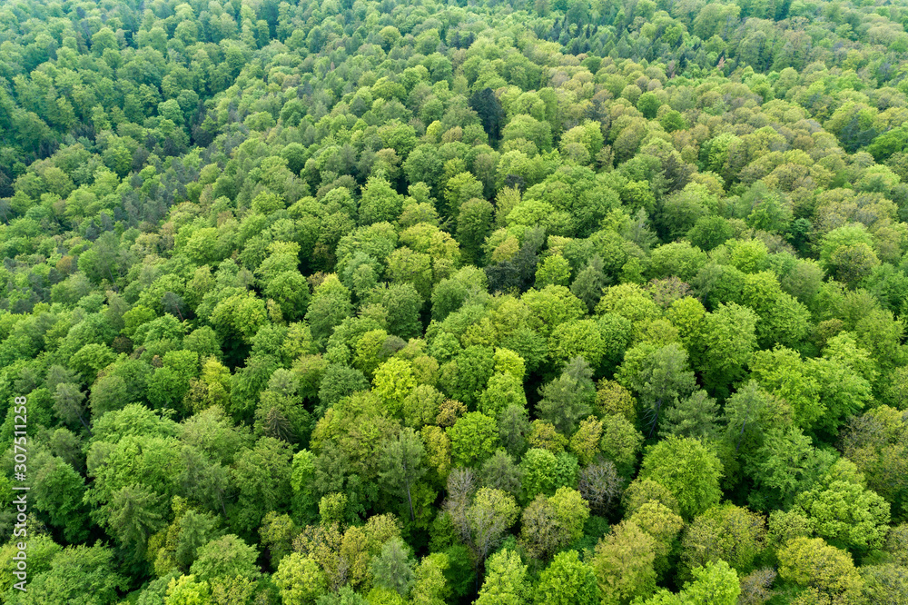 Germany, Bavaria, Steigerwald, Aerial view of vast deciduous forest in early spring Germany, Bavaria, Steigerwald, Aerial view of vast deciduous forest in early spring