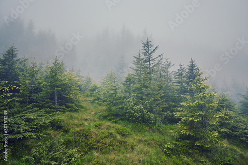nature panorama green forest mountain fog cloud travel