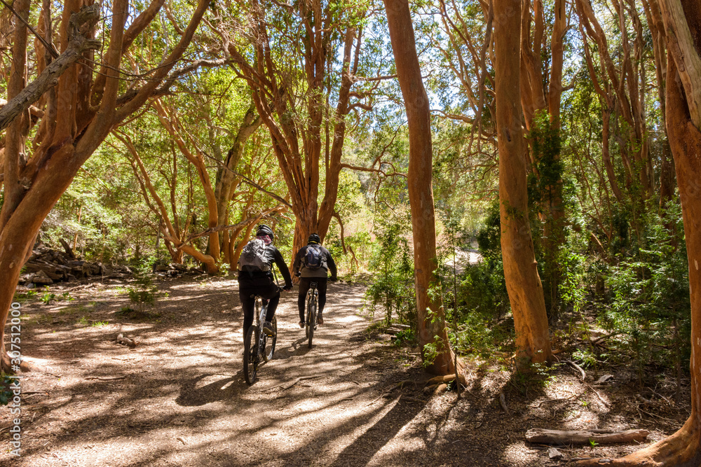 Rear view of young couple riding bicycle in through Chilean myrtle trees forest in Arrayanes National Park, Villa La Angostura, Patagonia, Argentina Rear view of young couple riding bicycle in through Chilean myrtle trees forest in Arrayanes National Park, Villa La Angostura, Patagonia, Argentina