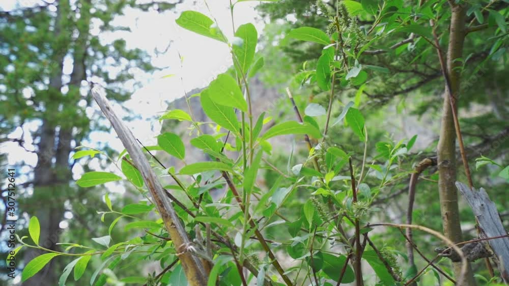 Slow motion breeze through vegitation Slow motion breeze through vegitation