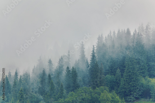 nature panorama green forest mountain fog cloud travel