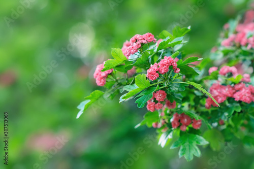 Tree branch with small pink blossoms on blurred background in spring. Selective focus, copy space