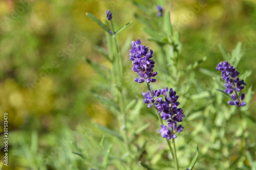 Lavender sprigs with soft focus green background