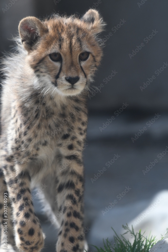 チーター チーター
