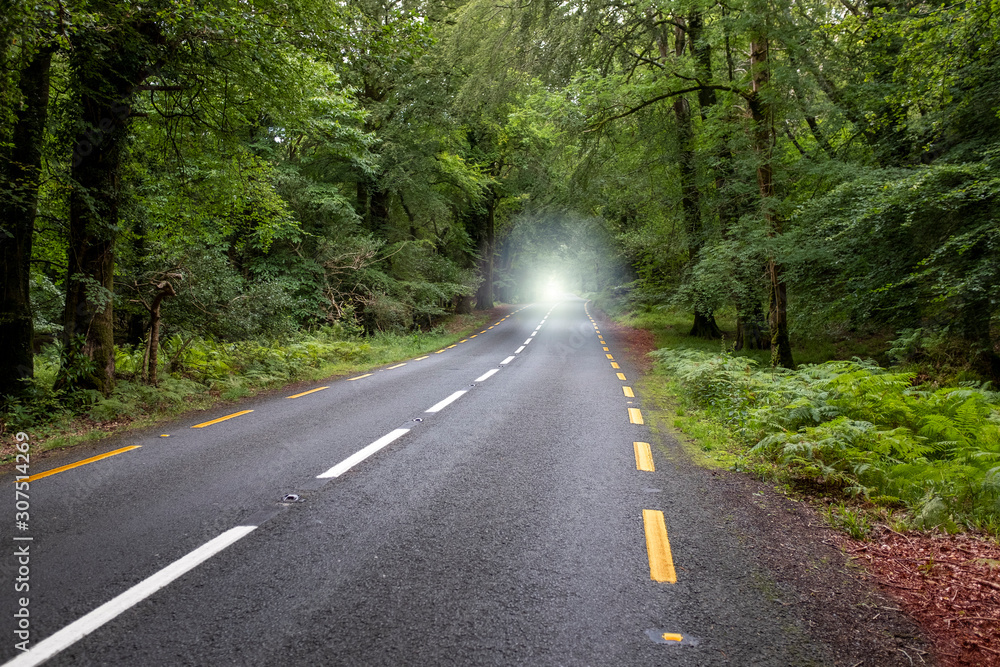 Fototapeta premium Carretera en el bosque con luz al fondo