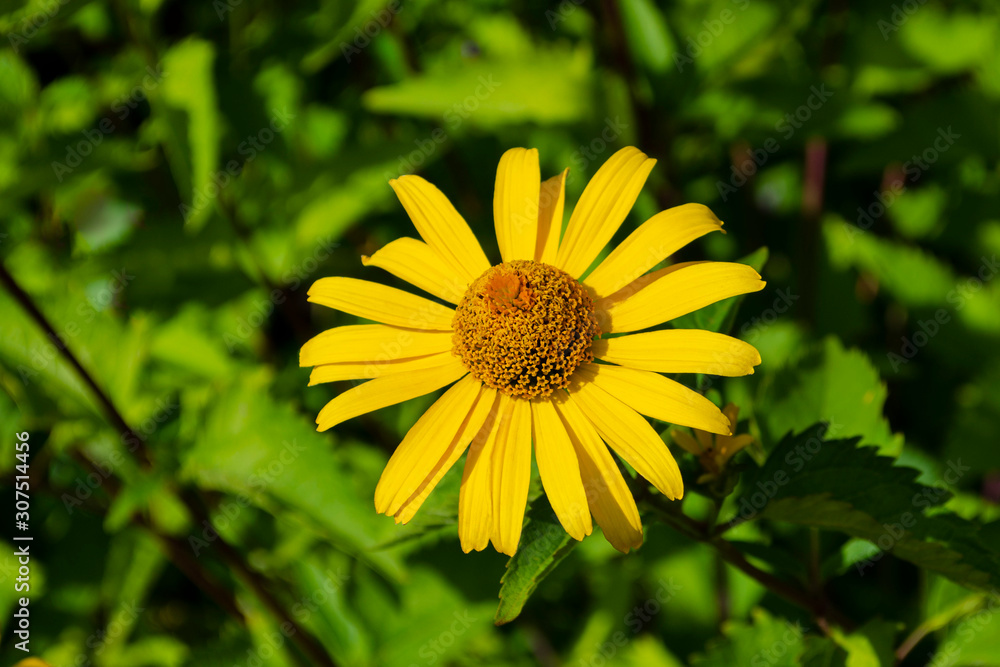 Heliopsis flowers closeup in sunny summer day. False Sunflower (Heliopsis helianthoides) in the sun. Heliopsis flowers closeup in sunny summer day Heliopsis flowers closeup in sunny summer day. False Sunflower (Heliopsis helianthoides) in the sun. Heliopsis flowers closeup in sunny summer day