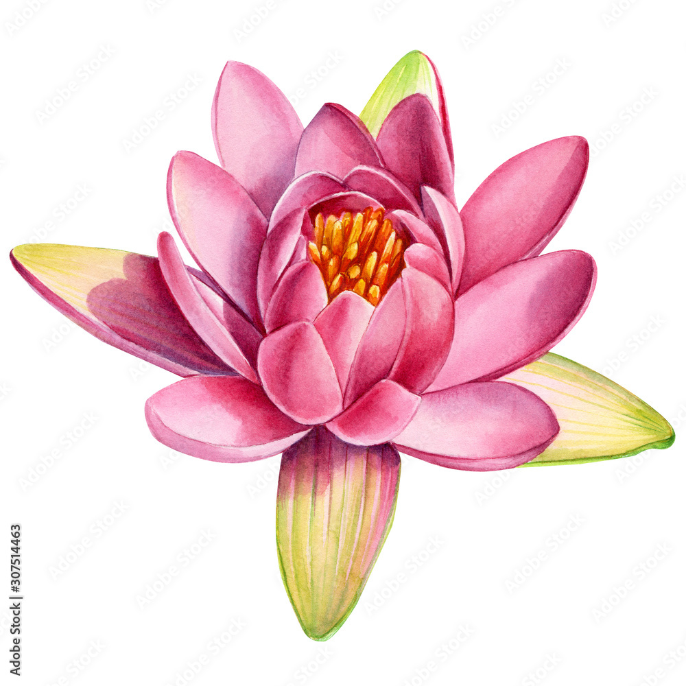 Pink lotus flower on an isolated white background, watercolor clipart, water lily