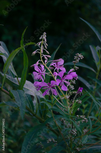 Medicinal Plant Ivan-Tea Rose Inflorescence, Flowers Of Ivan-Tea