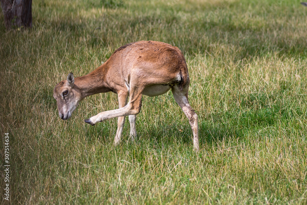 Wild mouflon sheep, one female grazing on pasture in daylight, green meadow, wild animals Wild mouflon sheep, one female grazing on pasture in daylight, green meadow, wild animals