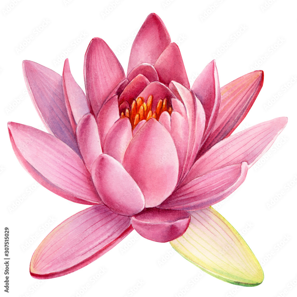 Pink lotus flower on an isolated white background, watercolor clipart